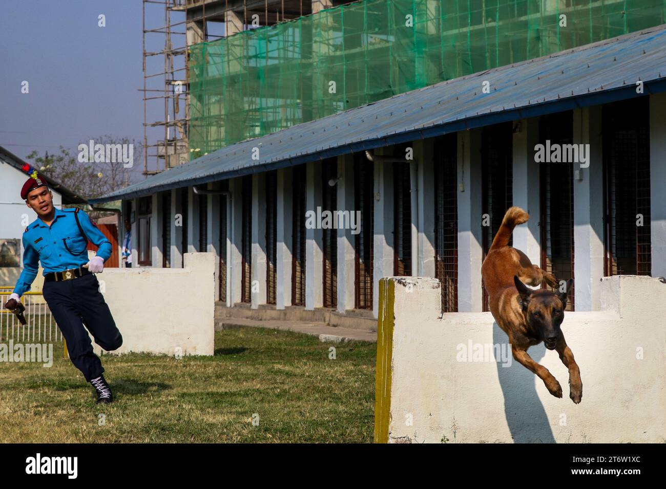 Le 12 novembre 2023, à Katmandou, Népal. Un chien policier népalais effectue une tâche lors de la célébration du « Kukur (chien) Tihar » à l’école centrale de formation de chiens de police. Ce jour-là, les animaux de compagnie et les chiens communautaires se voient offrir des friandises et des guirlandes, les croyant être les gardiens du démon Yamaraj. (Photo Abhishek Maharjan/Sipa USA) Banque D'Images