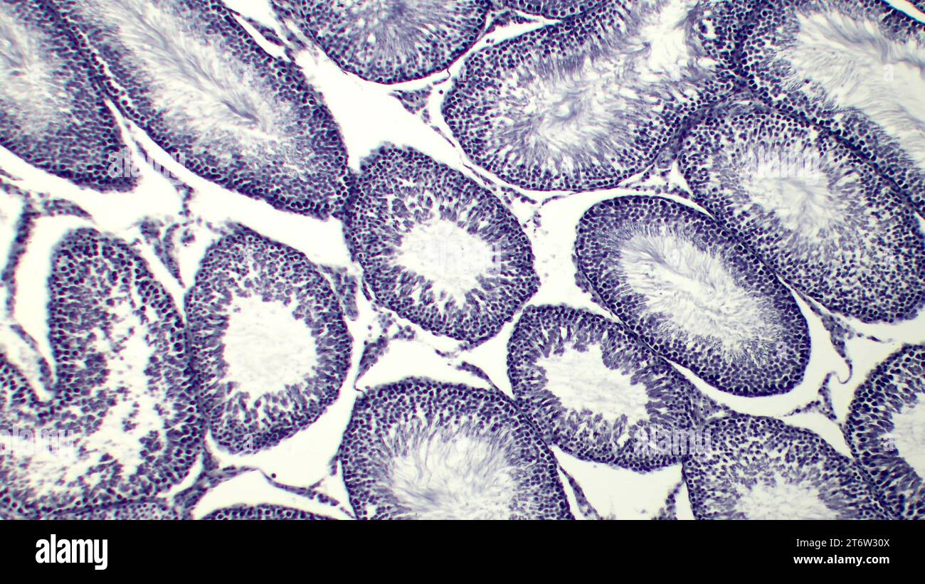 Tranche histologique de tubules séminifères. Coloration à l'hématoxyline et à l'éosine. Banque D'Images