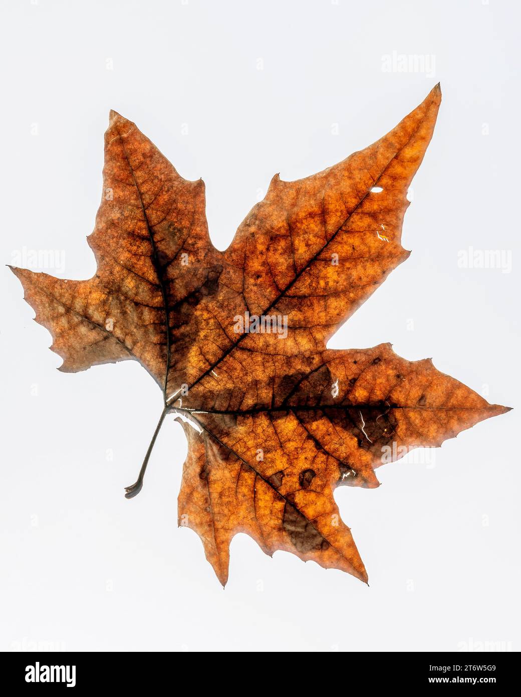 Une grande feuille à cinq pointes avec des couleurs d'automne isolé sur un fond blanc Banque D'Images