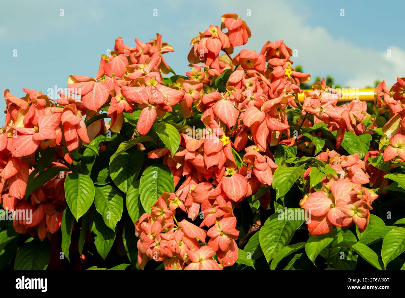 Mussaenda philippica ou Reine Sirikit, fleurs orange, jaune et rose Banque D'Images