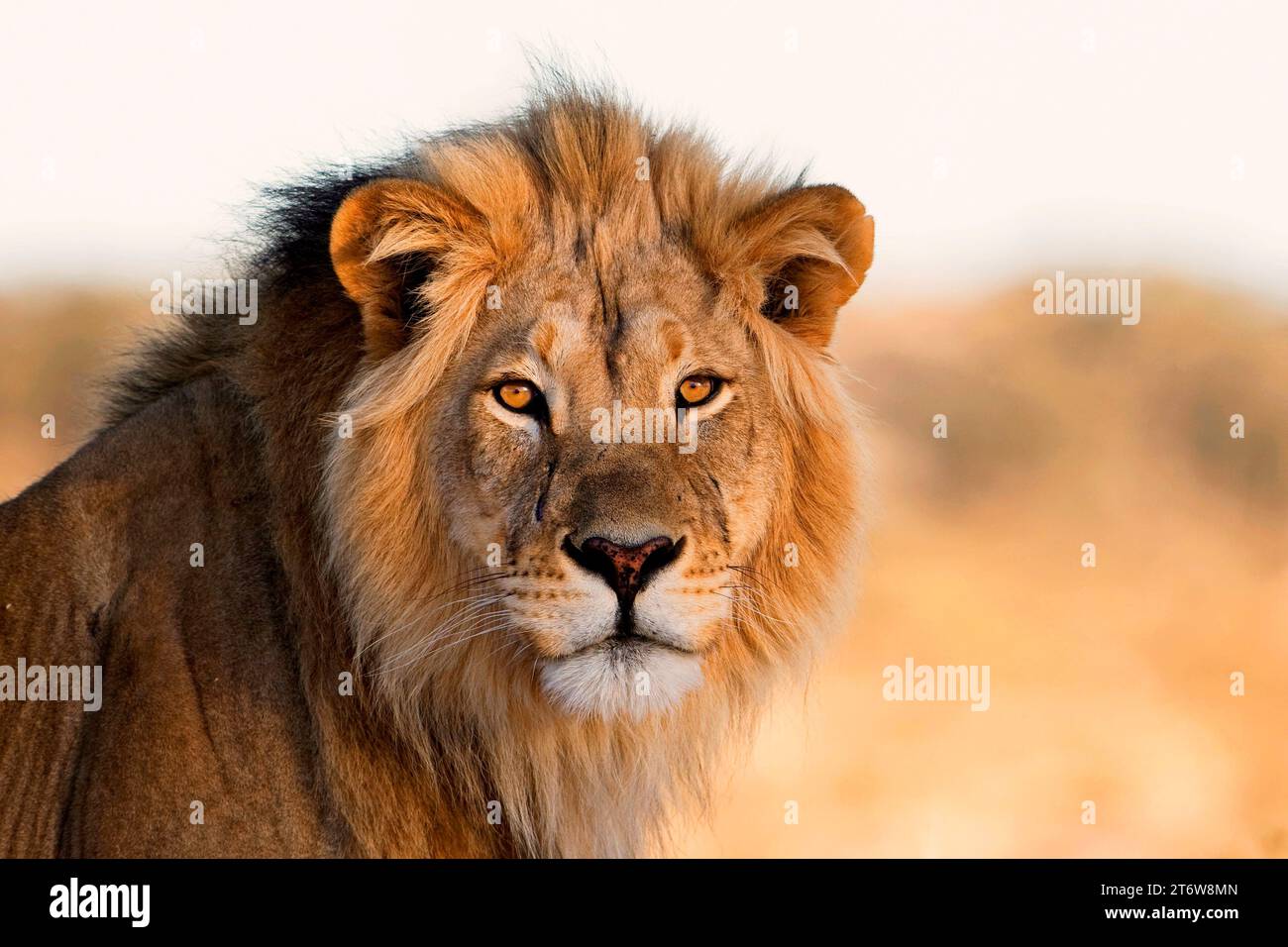 Lion africain au coucher du soleil dans le désert du Kalahari en Afrique du Sud Banque D'Images