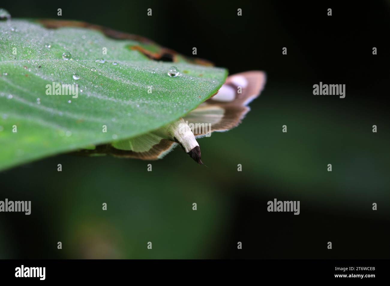 Les mites se cachent derrière des feuilles, Chine du Nord Banque D'Images