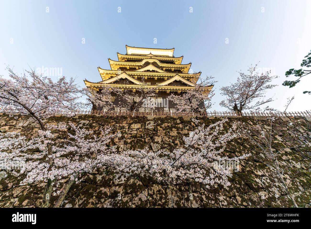 Château de Fukuyama, Japon. Le côté nord du donjon éclairé avec revêtement en plaque de fer noir sur une soirée de printemps avec la fleur de cerisier et le ciel bleu Banque D'Images