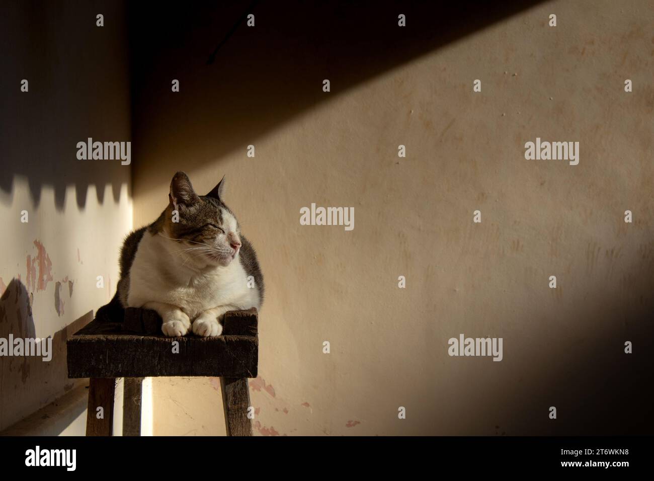 Goiânia, Goias, Brésil – 08 octobre 2023 : un chat tabby, allongé sur un chevalet de construction, se prélasse au soleil du matin. Banque D'Images