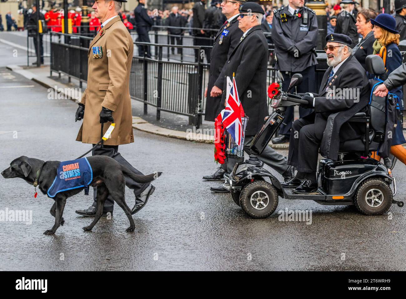Londres, Royaume-Uni. 12 novembre 2023. Les anciens combattants, dont un avec un chien de stress de combat, (beaucoup sur des scooters de mobilité ou en fauteuil roulant) et d'autres groupes défilent devant le cénotaphe et hors de Whitehall - Un service pluvieux du dimanche du souvenir, la pose de couronnes et défilent devant le cénotaphe, Whitehall, Londres. Crédit : Guy Bell/Alamy Live News Banque D'Images