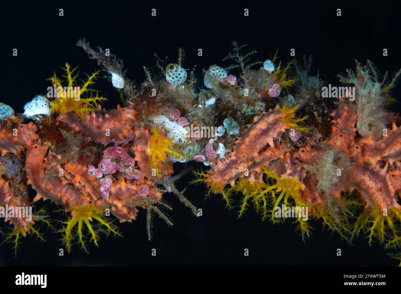 De petits concombres de mer et d'autres invertébrés recouvrent un vieux fouet de mer sur un récif corallien de biodiversité à Raja Ampat, en Indonésie. Banque D'Images