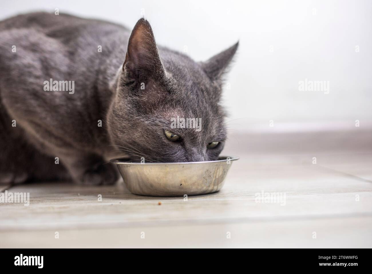 Le chat birman américain mange de la nourriture sèche dans la cuisine. soins aux animaux Banque D'Images
