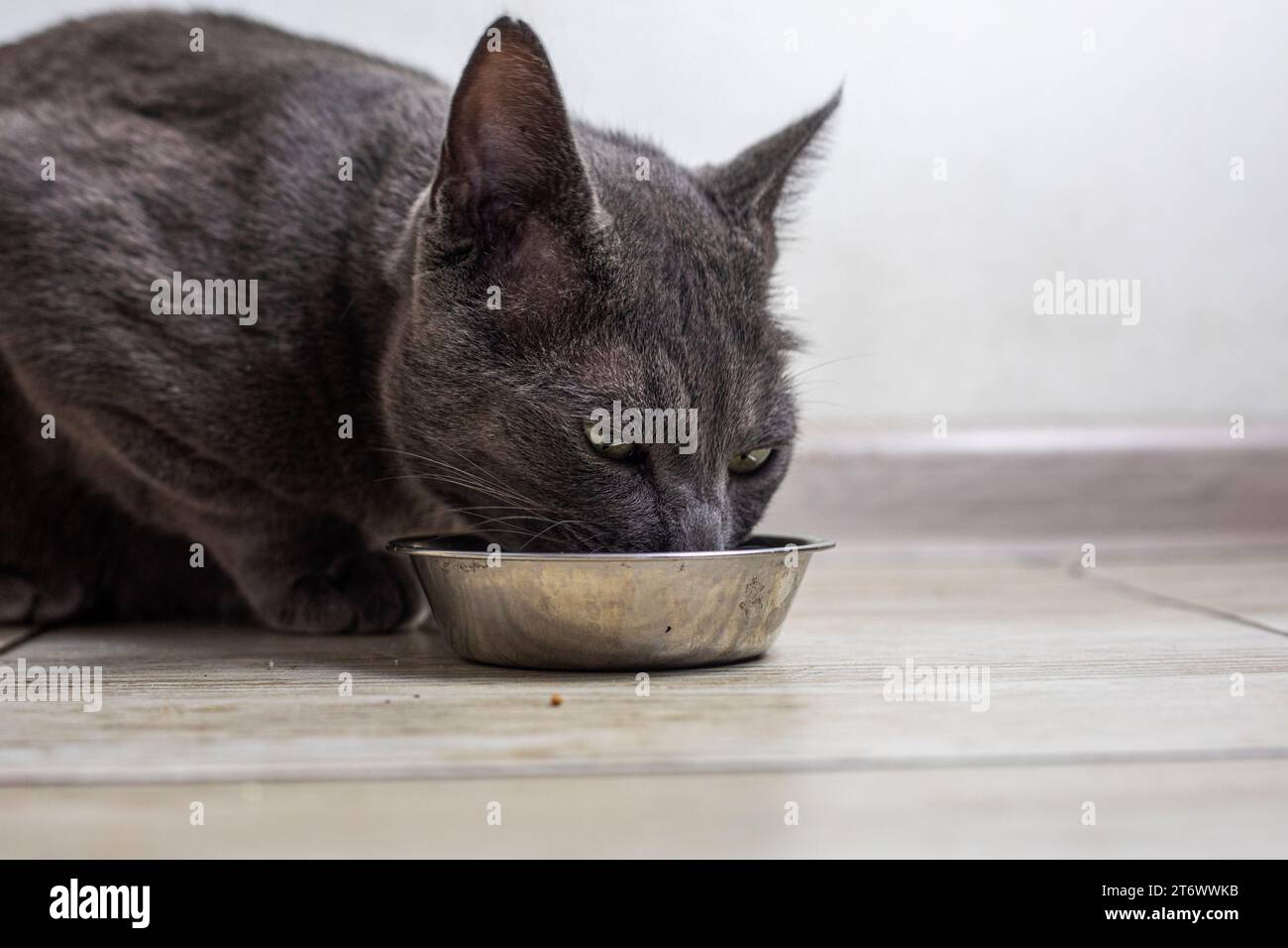 Le chat birman américain mange de la nourriture sèche dans la cuisine. soins aux animaux Banque D'Images