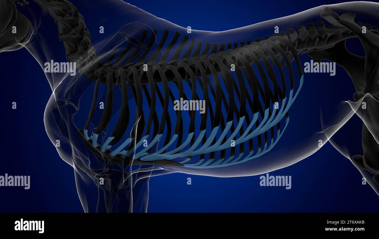 Anatomie du squelette du cheval cartilage costal pour le rendu 3D du concept médical Banque D'Images