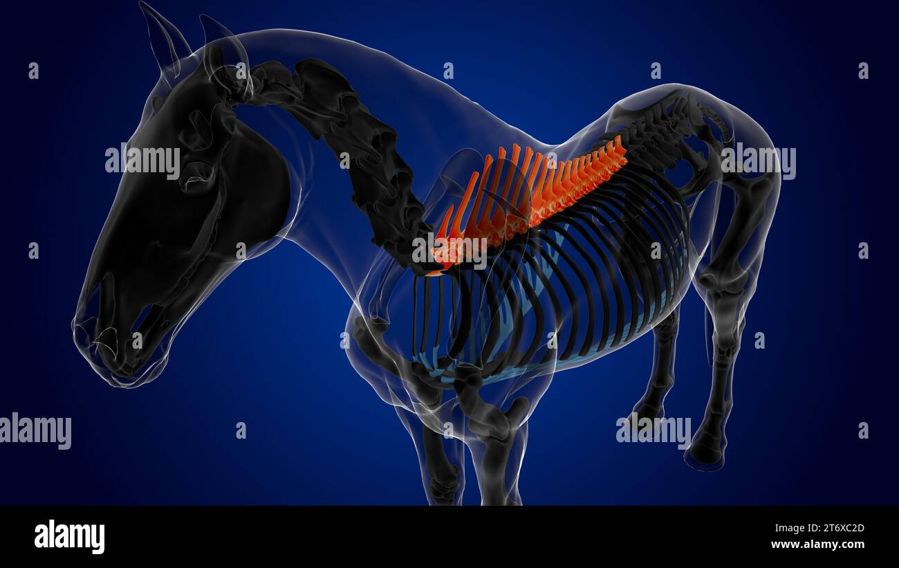 Anatomie du squelette du cheval des vertèbres thoraciques pour le rendu 3D du concept médical Banque D'Images