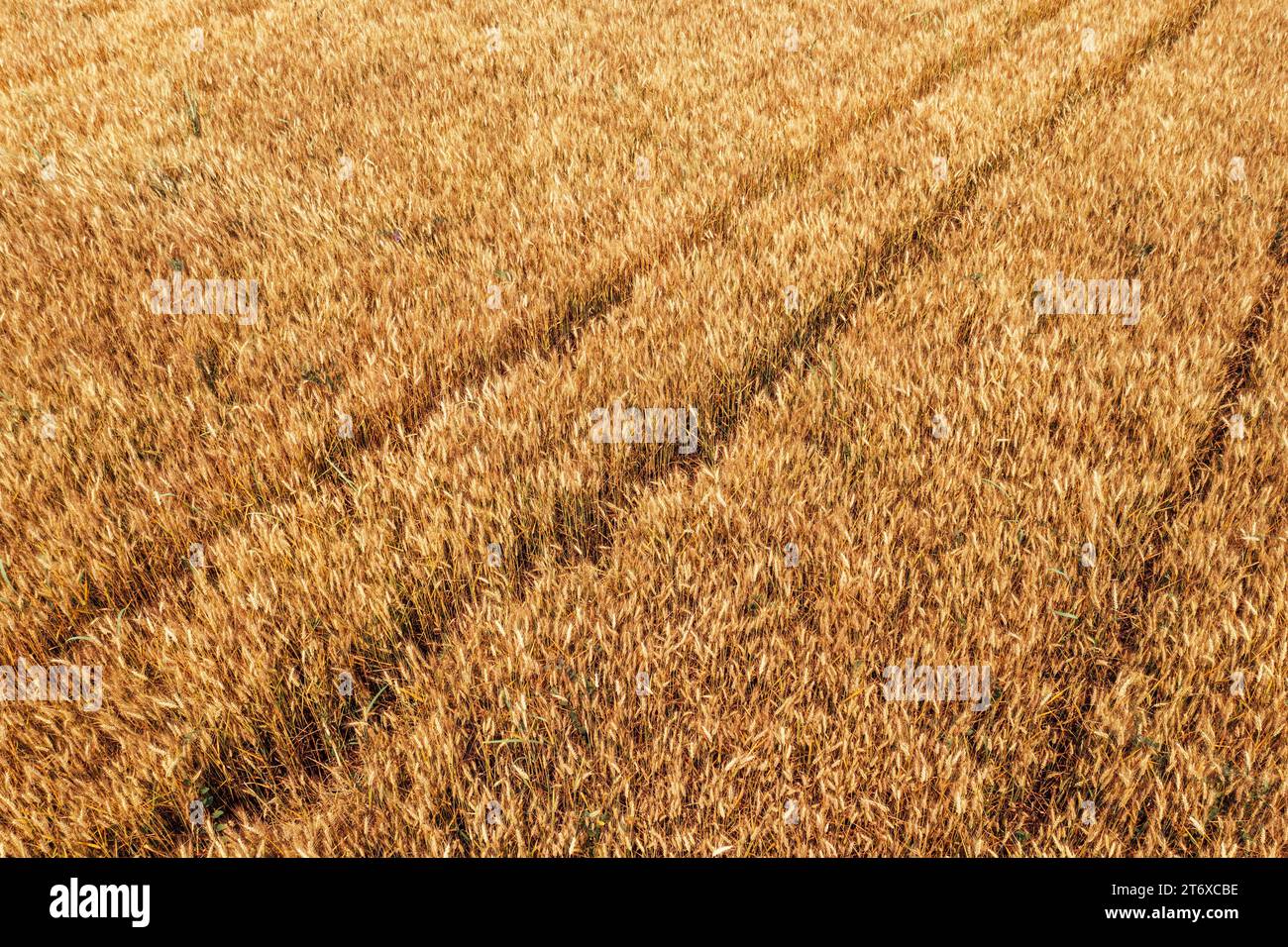 Prise de vue aérienne du champ de plantation de blé mûr en été, récolte des cultures céréalières prêtes à partir du drone pov, vue à angle élevé Banque D'Images