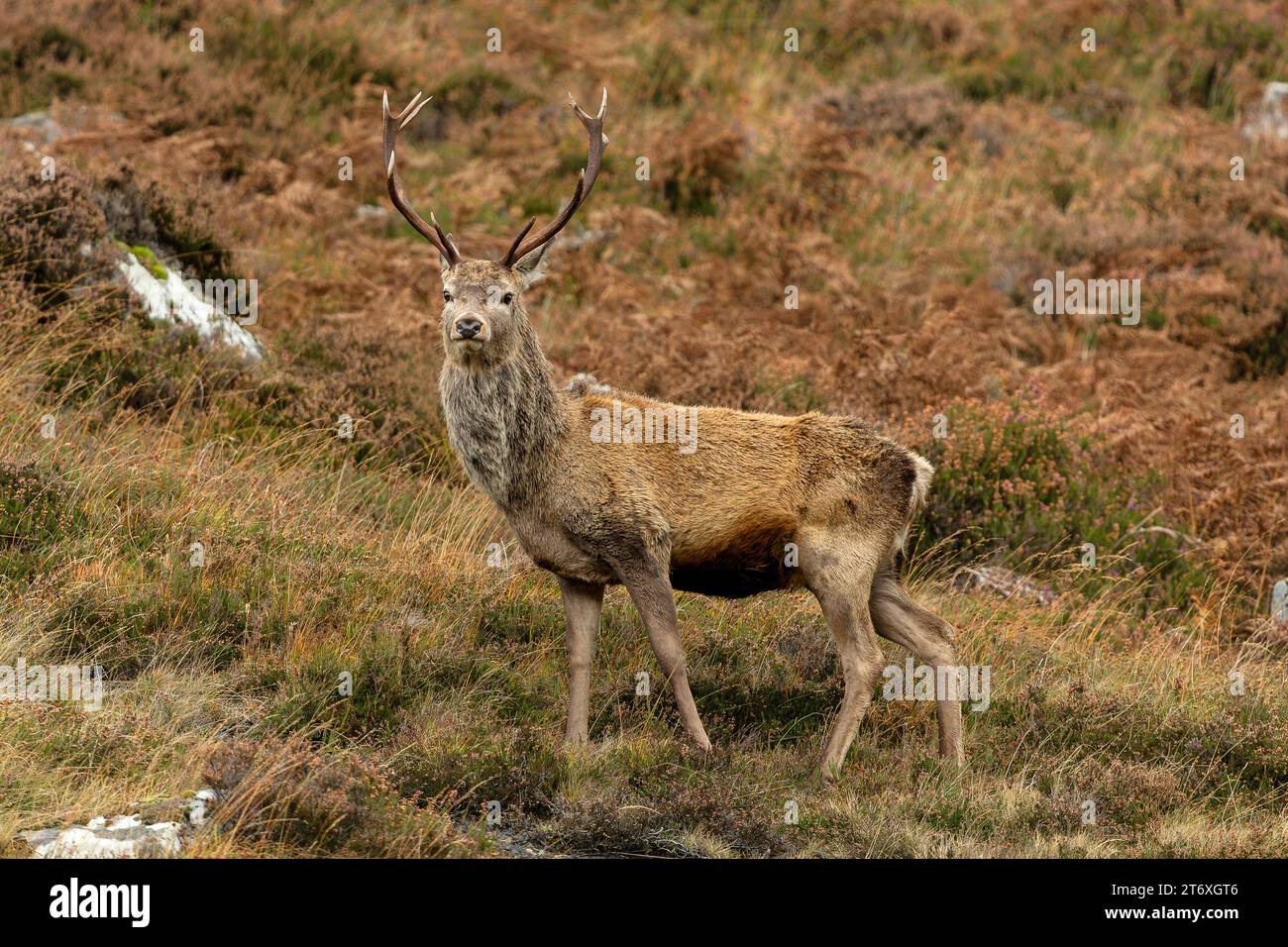 Alerte cerf rouge et vers l'avant en automne avec fleurs de bruyère qui s'estompent. Glen Strathfarrar. Highlands écossais. Nom scientifique : Cervus elaphus. Banque D'Images