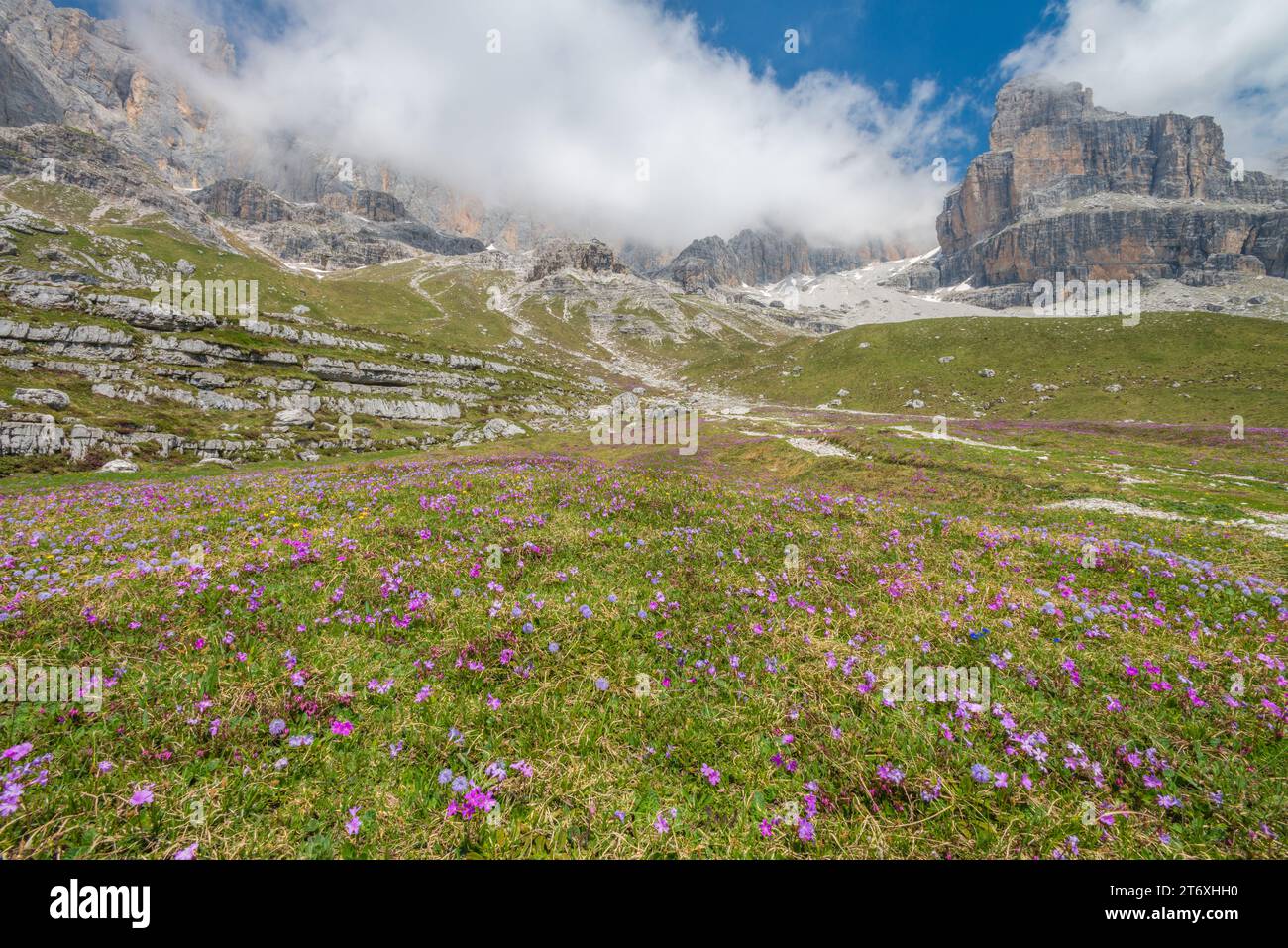 Belle prairie de montagne avec tapis de fleurs d'été colorées. Prairie avec des fleurs en fleurs dans les Dolomites de Brenta en Italie. Banque D'Images