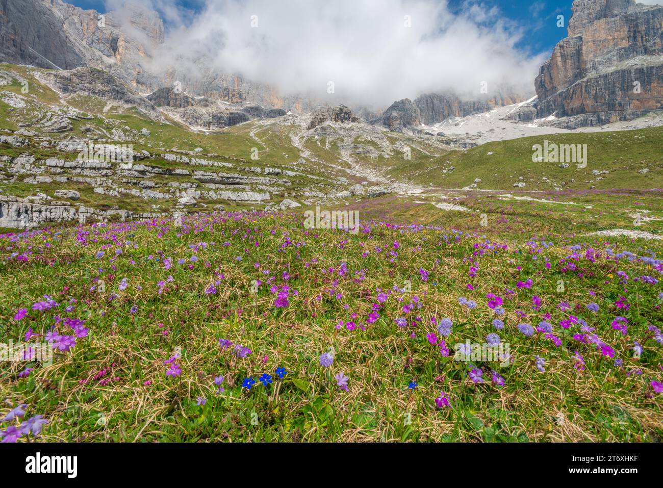 Belle prairie de montagne avec tapis de fleurs d'été colorées. Prairie avec des fleurs en fleurs dans les Dolomites de Brenta en Italie. Banque D'Images
