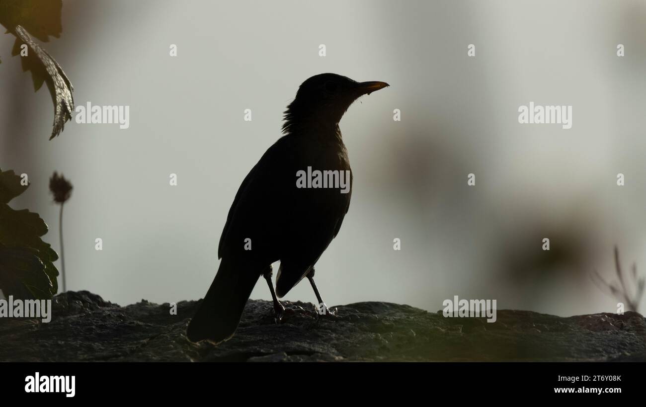 blackbird contre la lumière sur un fond flou Banque D'Images