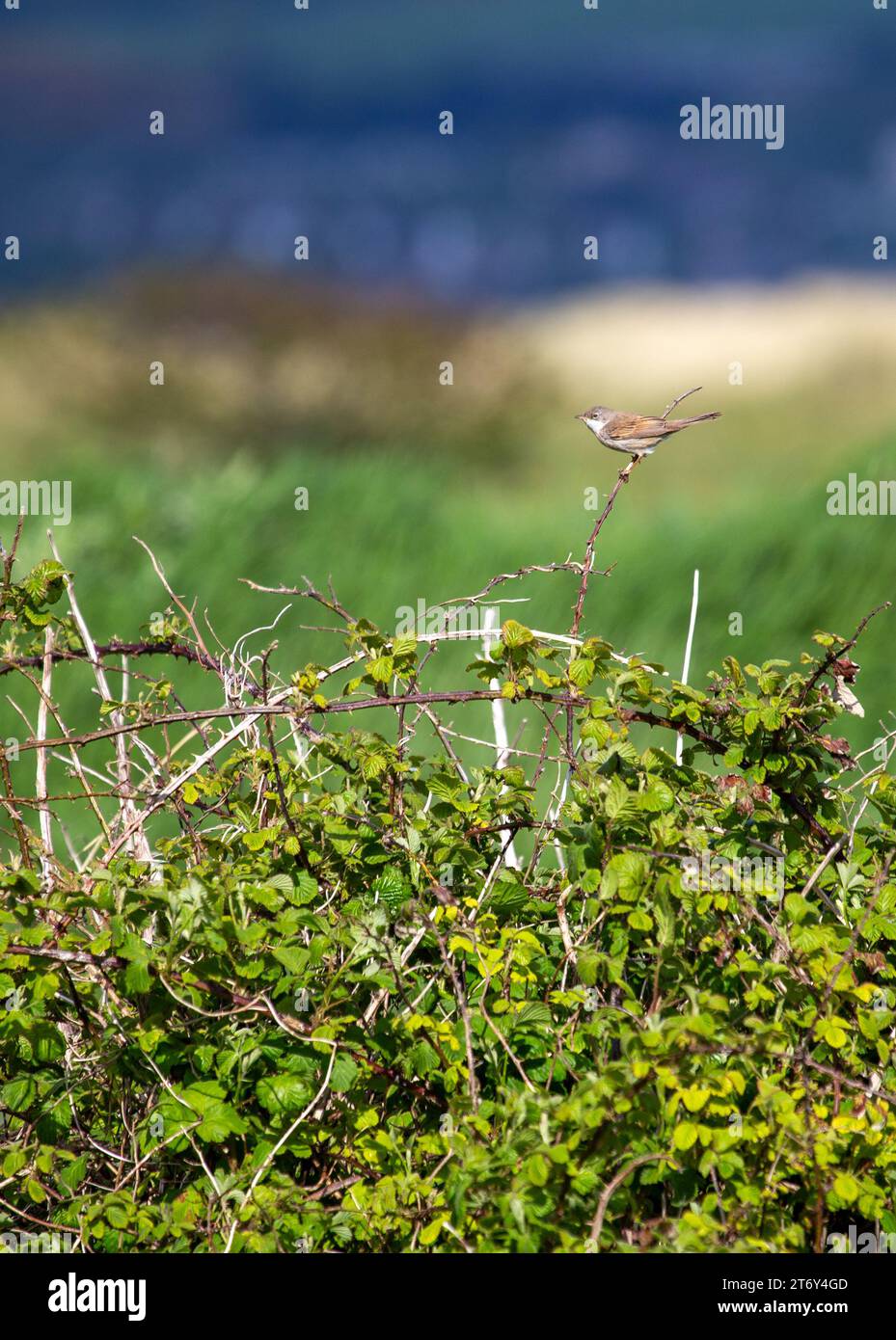 Mélodieux et vibrant : le Whitethroat européen, un délicieux oiseau chanteur trouvé dans toute l'Europe, enchante avec ses airs gais dans des habitats naturels. » Banque D'Images