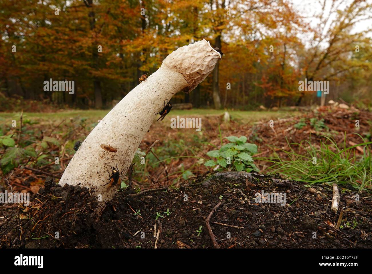 Gros plan naturel bas et grand angle sur un stinkhorn commun, Phallus impudicus avec plusieurs mouches sur le champignon Banque D'Images