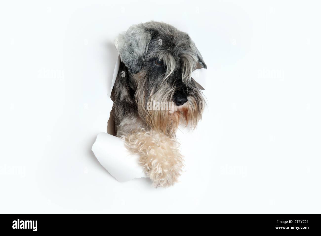 Joyeuse miniature schnauzer regardant à travers un trou dans le papier blanc, animal de compagnie à travers un trou dans un fond de studio blanc Banque D'Images