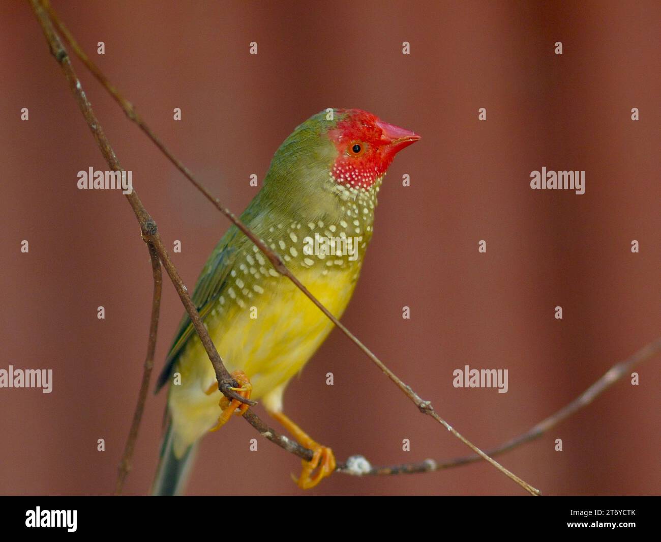 Petit Finch animé Star Finch d'une beauté exceptionnelle. Banque D'Images