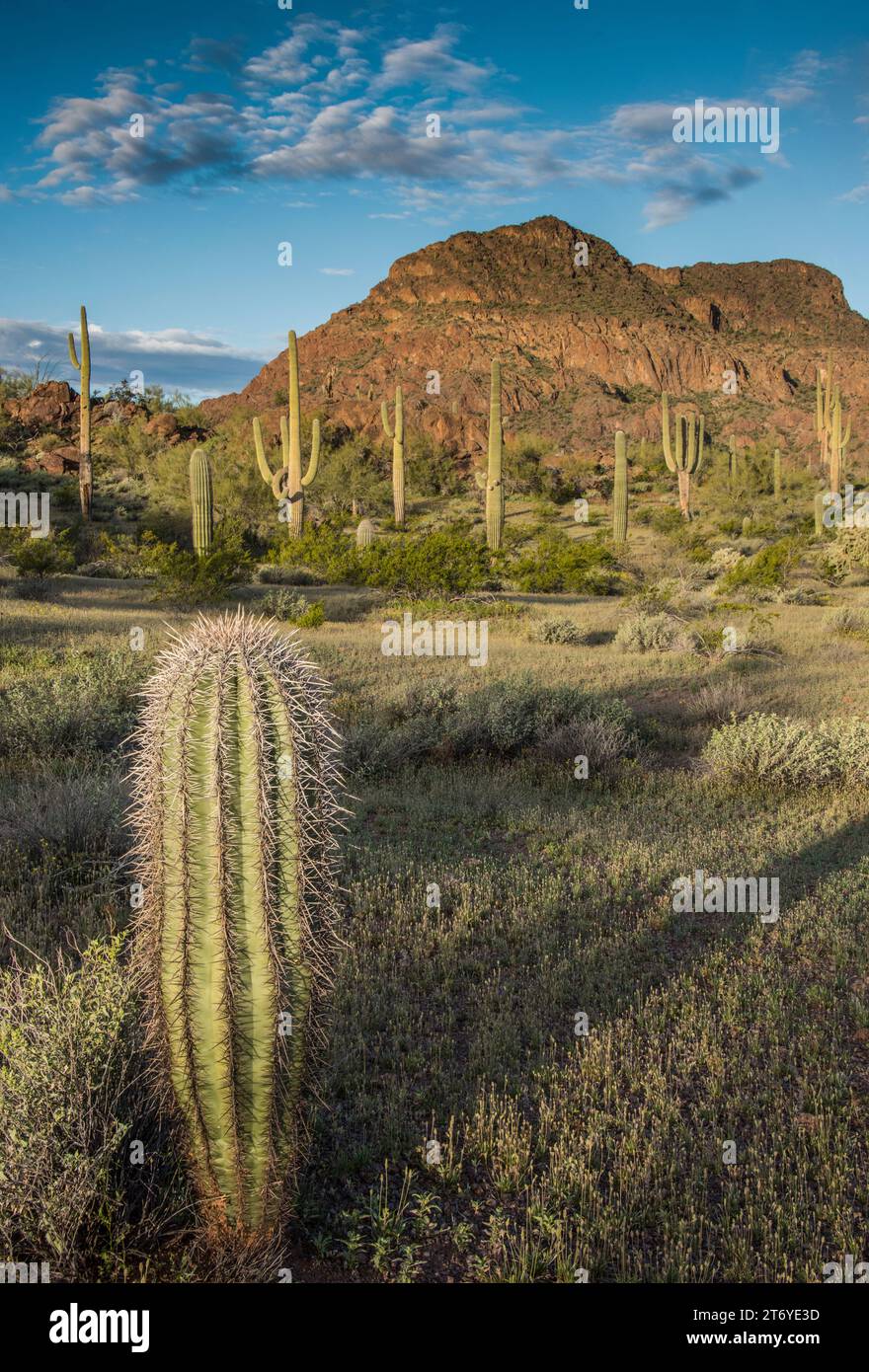 Paysage panoramique de format vertical des cactus de saguaro, désert de Sonoran, Organ Pipe Cactus National Monument, Lukeville, AJO, sud-ouest de l'Arizona, États-Unis Banque D'Images