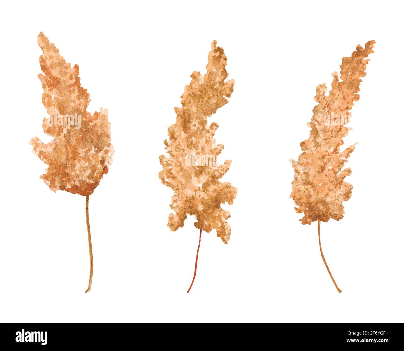 Ensemble d'herbe Pampas. Séchées, fleurs mortes, herbes sèches. Illustration botanique aquarelle. Éléments isolés pour la conception d'emballage, logo, cartes, prin de mariage Banque D'Images