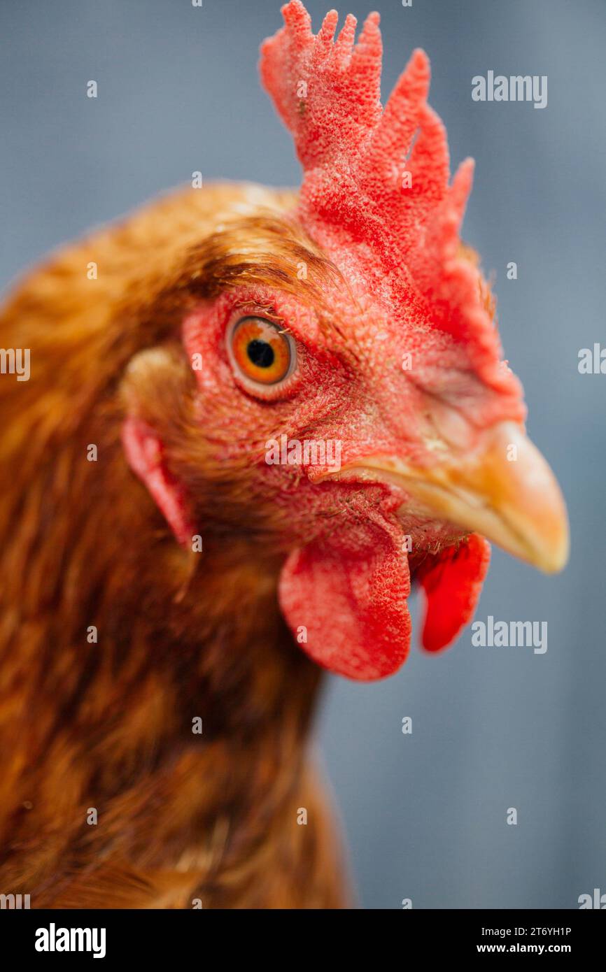 Gros plan sur les mains des producteurs de poulet Banque D'Images