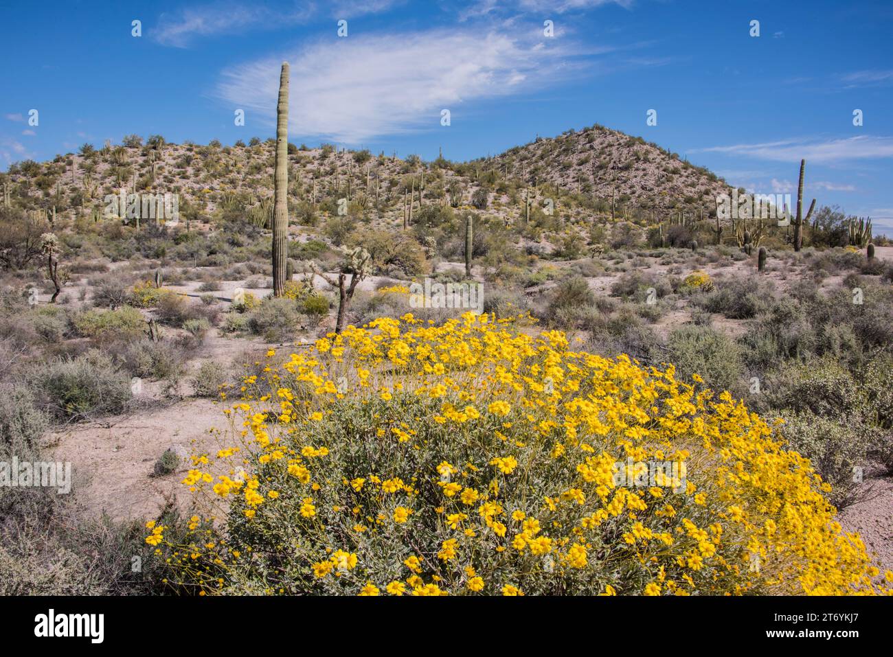 Paysage du Monument National de Cactus Organ Pipe à Quitobaquito, avec la floraison de brittlebush au premier plan et les cactus saguaro, Lukeville/AJO, Arizona États-Unis Banque D'Images