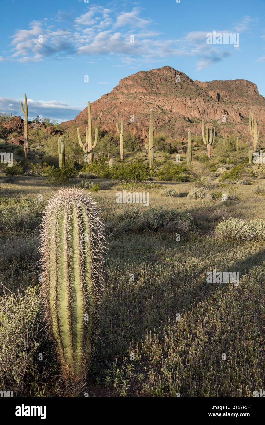 Paysage pittoresque, tôt le matin avec cactus saguaro et roche rouge, désert de Sonoran, Organ Pipe Cactus National Monument, AJO, Arizona, États-Unis Banque D'Images