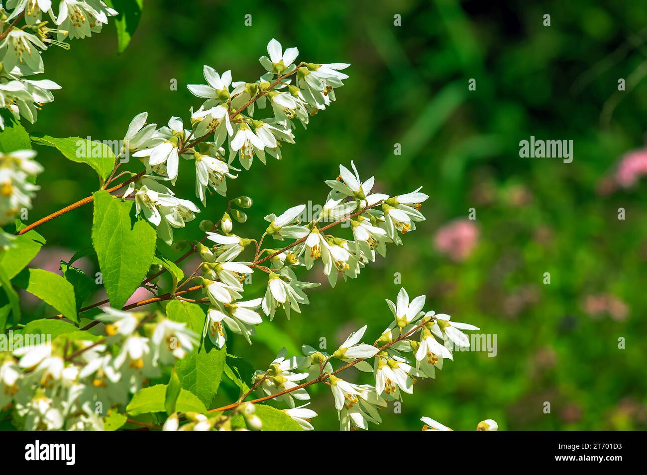 Deutzia crenata fleurs de neige japonaise , Slender deutzia. Fuzzy Deutzia, Deutzia double fleuri en fleur Banque D'Images