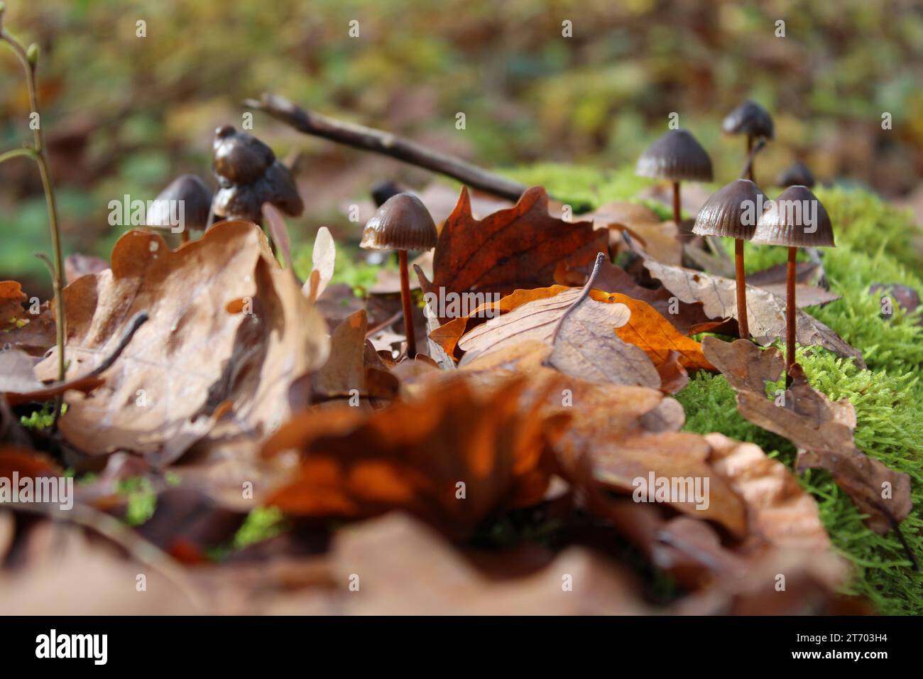 Sunny Serenity : champignons au milieu des feuilles d'automne Banque D'Images