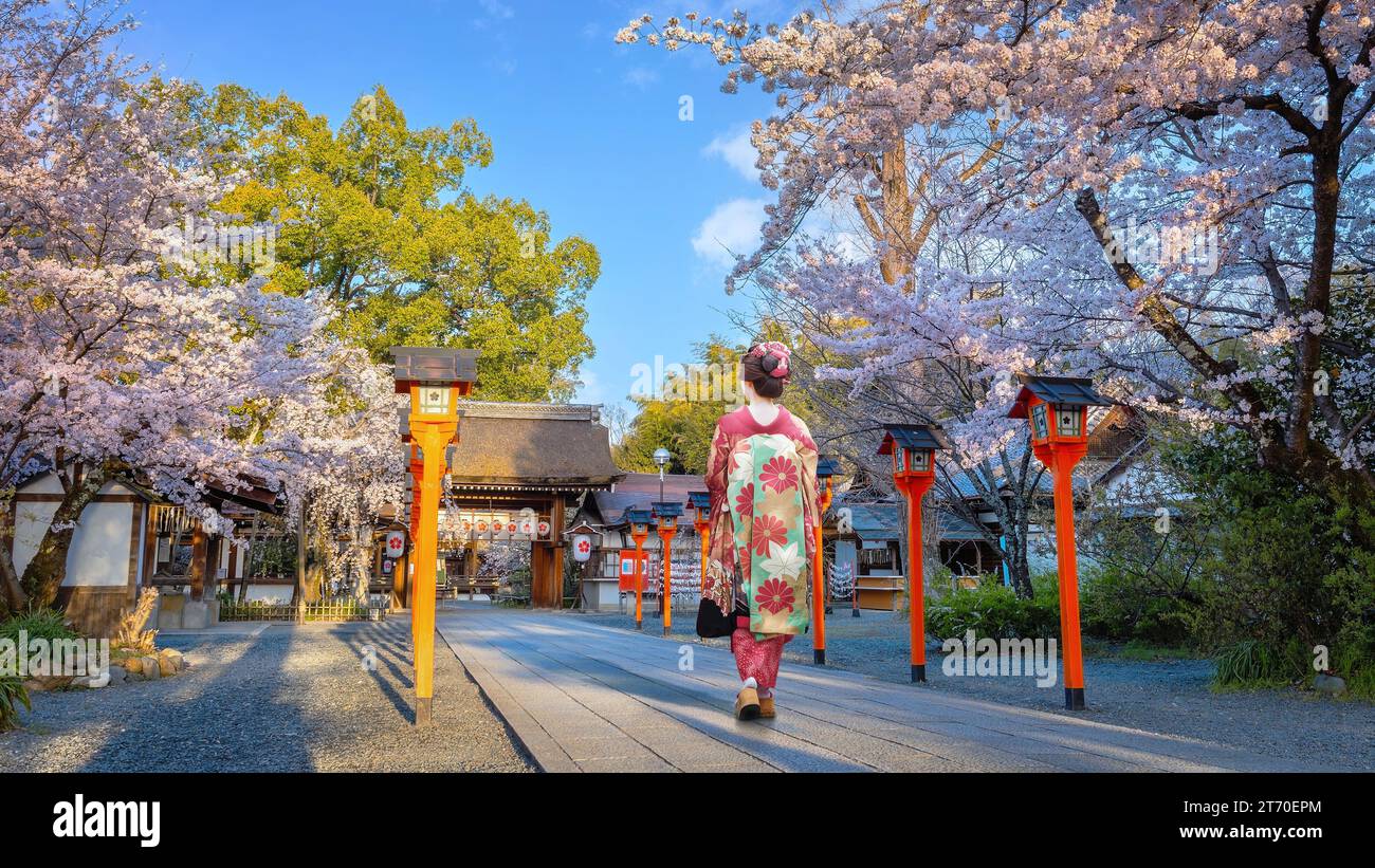 Jeune femme japonaise en robe kimono traditionnelle se promène au sanctuaire Hirano-jinja pendant la saison de floraison des cerisiers Banque D'Images