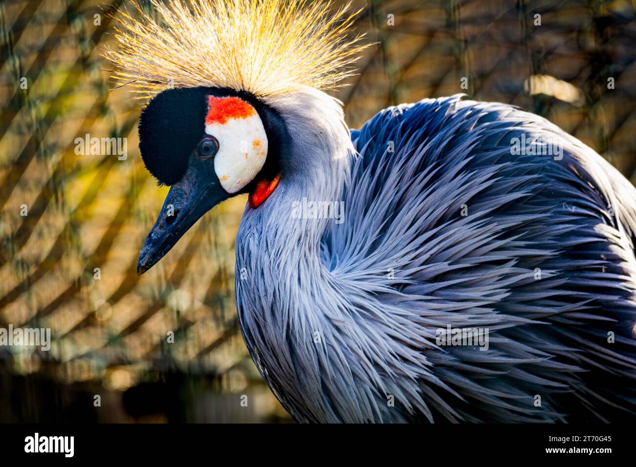 Gros plan majestueux portrait coloré de grue couronnée grise (Balearica regulorum) Banque D'Images