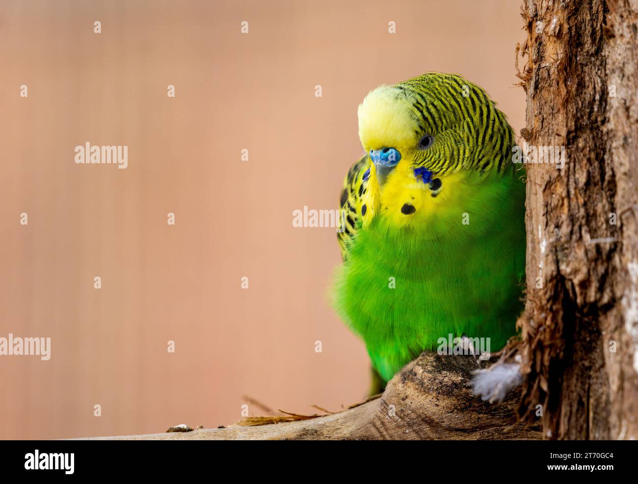 Plan rapproché d'un budgerigar (Melopsittacus undulatus) accroché à un arbre isolé Banque D'Images