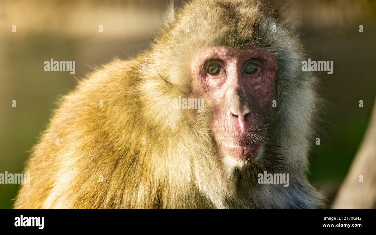 Vieux macaque japonais (Macaca fuscata) portrait regardant camer Banque D'Images