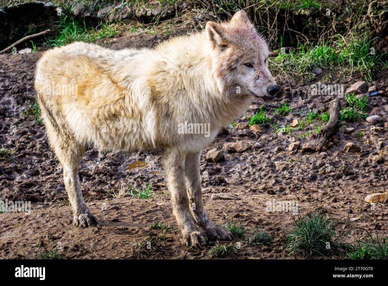 Loup arctique (Canis lupus arctos) debout sur l'herbe dans le parc naturel Banque D'Images