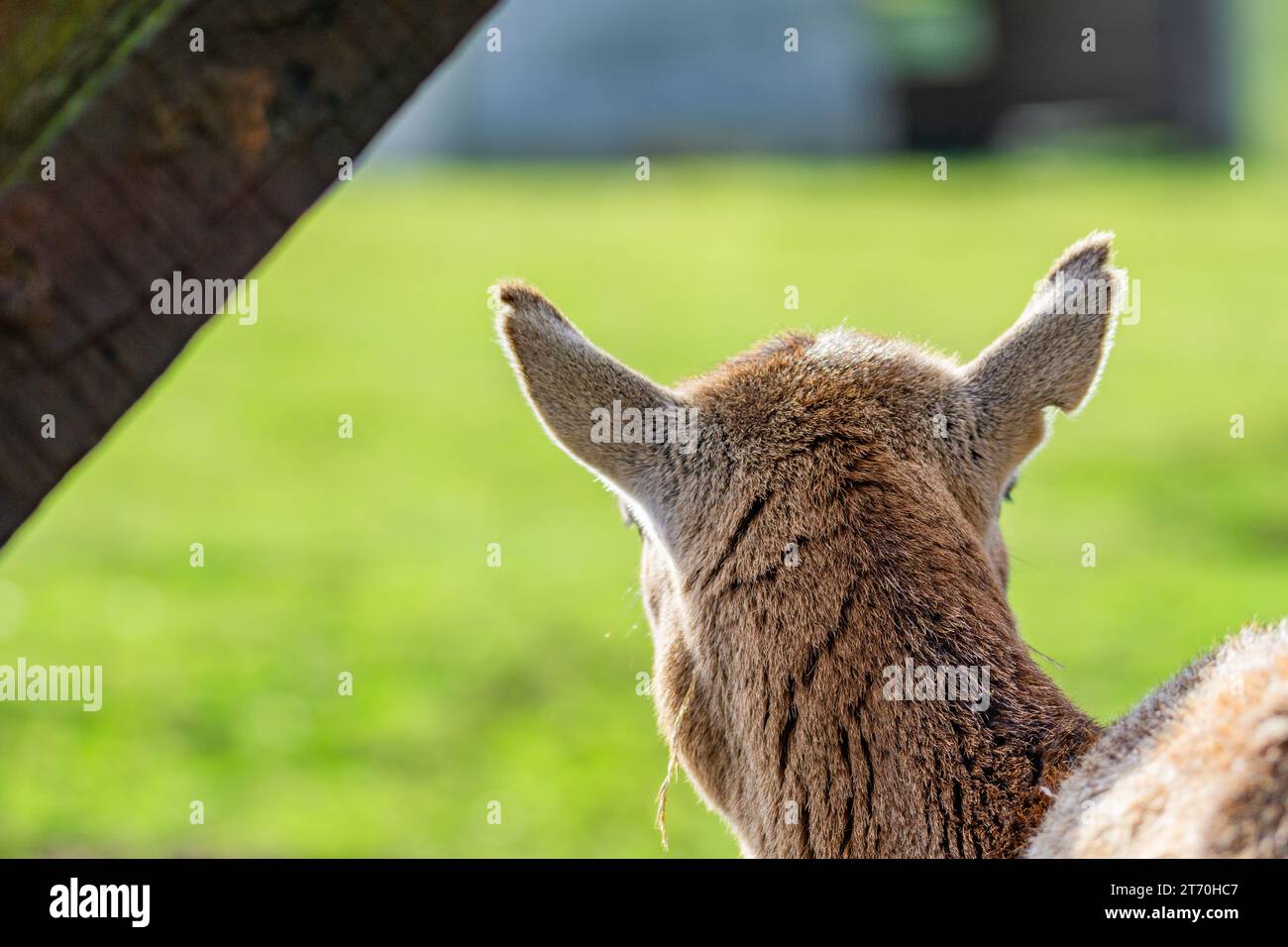 Mouflon européenne femelle (Ovis aries musimon) regardant vers l'extérieur Banque D'Images