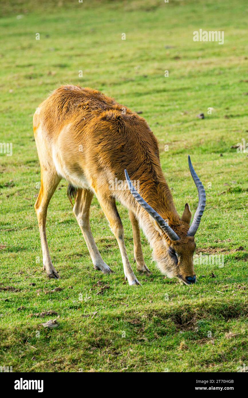 Lechwe (Kobus leche) antilope mangeant de l'herbe Banque D'Images