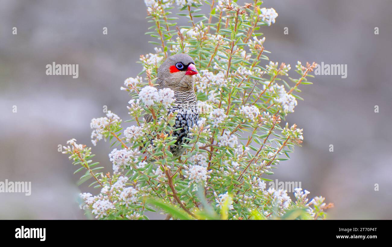 Un seul oiseau de fiRetail à oreilles rouges qui regarde dans le Bush fleuri, parc national de Fitzgerald River, Australie occidentale, Australie Banque D'Images
