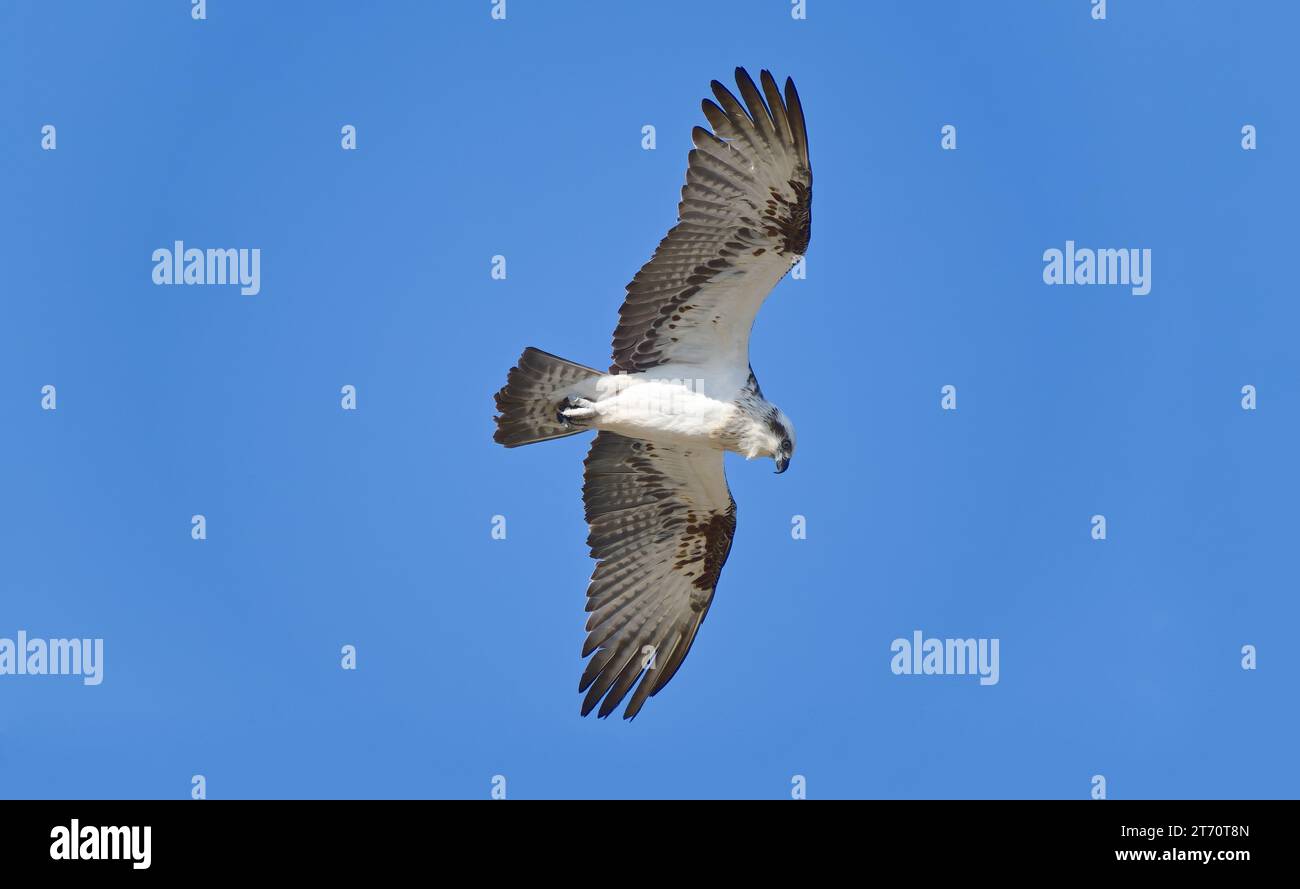 Oiseau Osprey de l'est en vol planant dans un ciel bleu clair à Cheynes Beach, parc national Waychinicup, Australie occidentale, Australie Banque D'Images