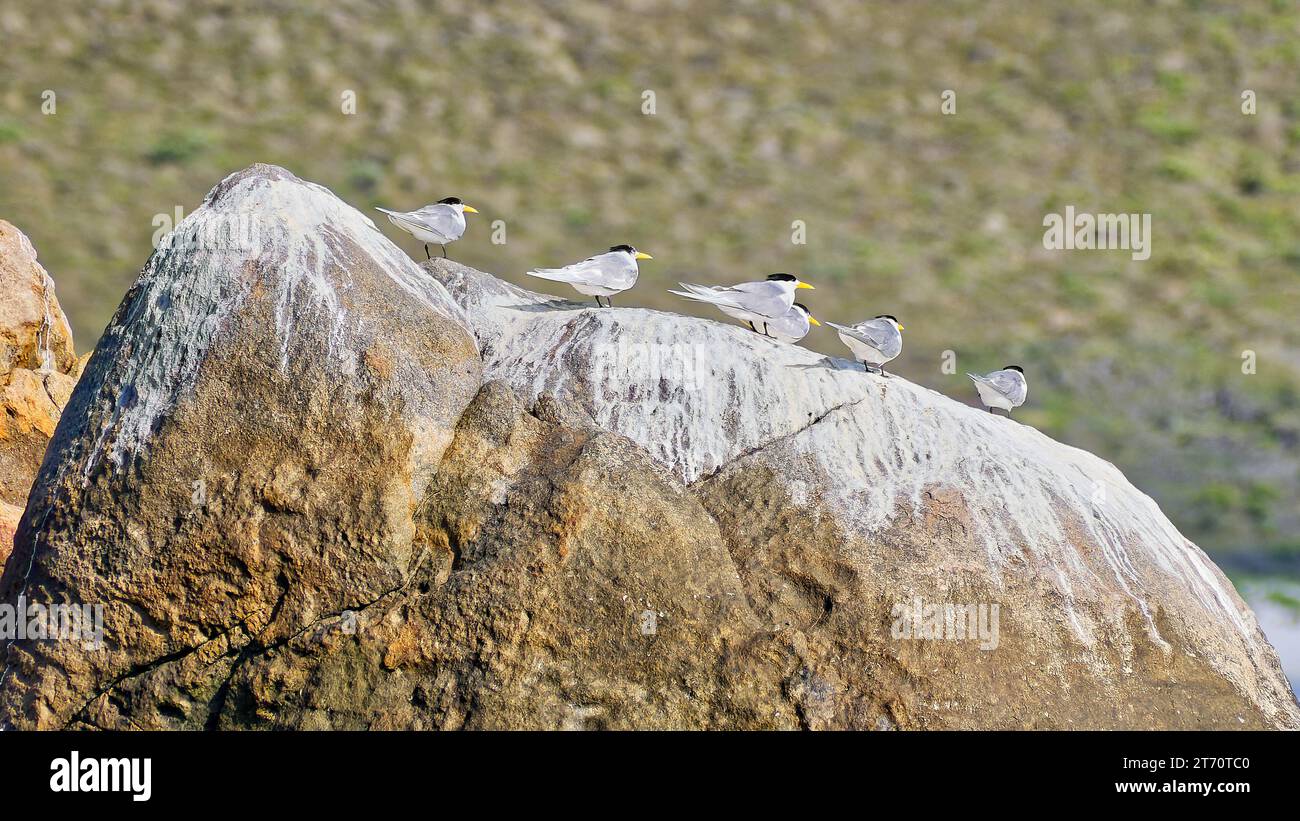 Groupe de grandes sternes à crête perchées sur le rocher avec du guano sur la plage de Cheynes, parc national Waychinicup, Australie occidentale, Australie Banque D'Images