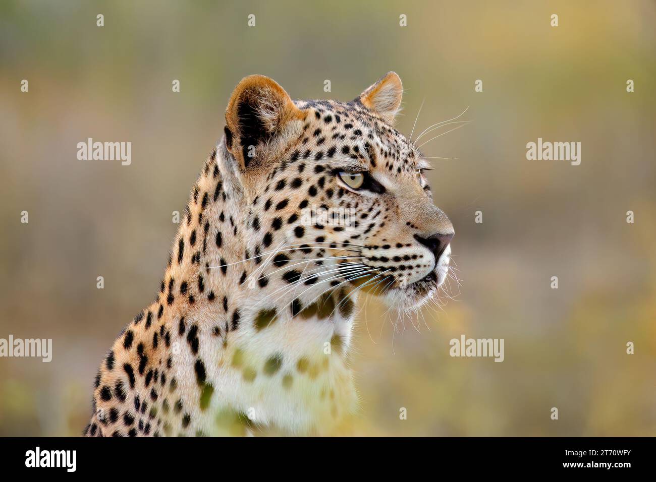 Portrait d'un léopard alerte (Panthera pardus) en habitat naturel, Afrique du Sud Banque D'Images