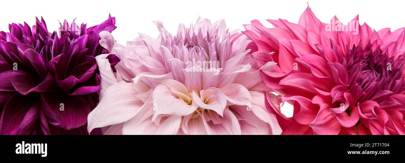 Portrait de studio de 3 belles fleurs Dahlia de plat à dinnerplate, isolé sur fond blanc. Fleurs de dahlia isolées. Banque D'Images
