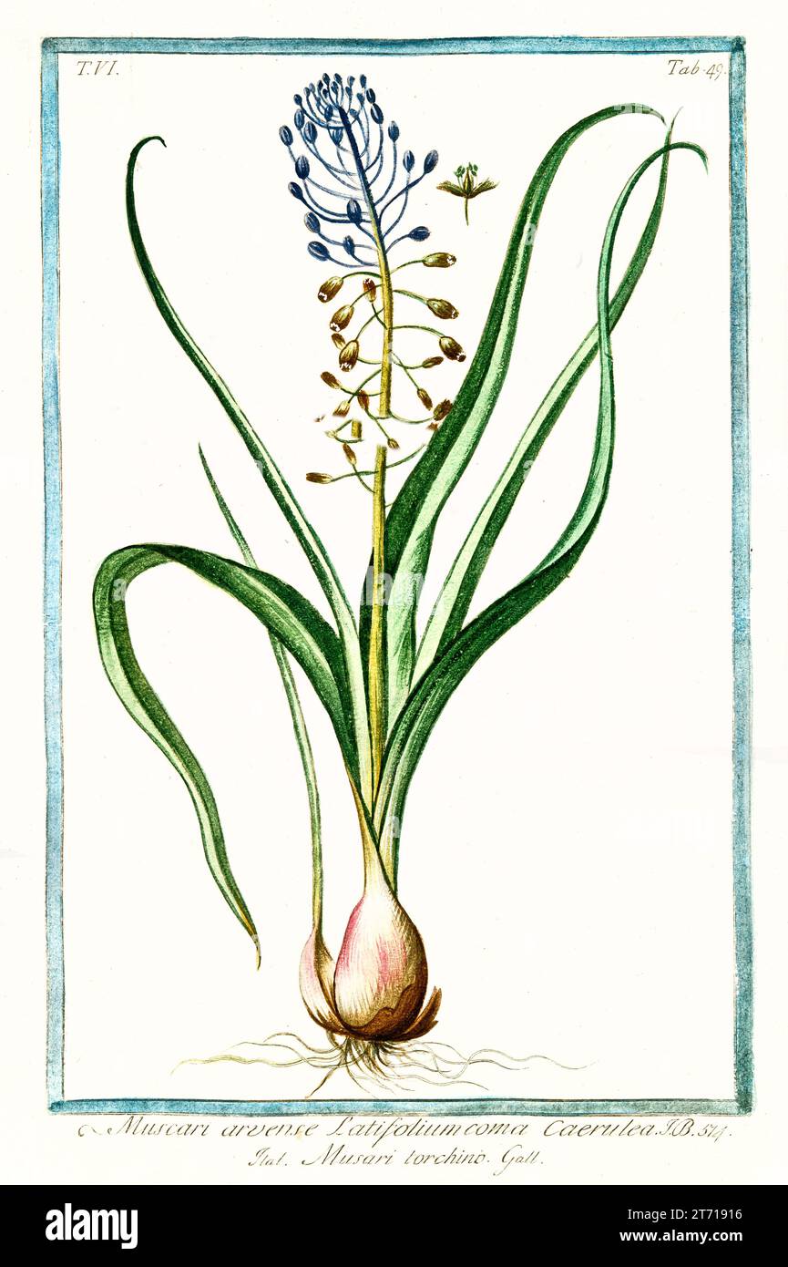Ancienne illustration de Hyacinthe de raisin (Muscari armeniacum). Par G. Bonelli sur Hortus Romanus, publ. N. Martelli, Rome, 1772 – 93 Banque D'Images