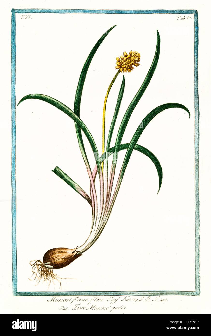 Ancienne illustration de Hyacinthe de raisin jaune (Muscari macrocarpum). Par G. Bonelli sur Hortus Romanus, publ. N. Martelli, Rome, 1772 – 93 Banque D'Images