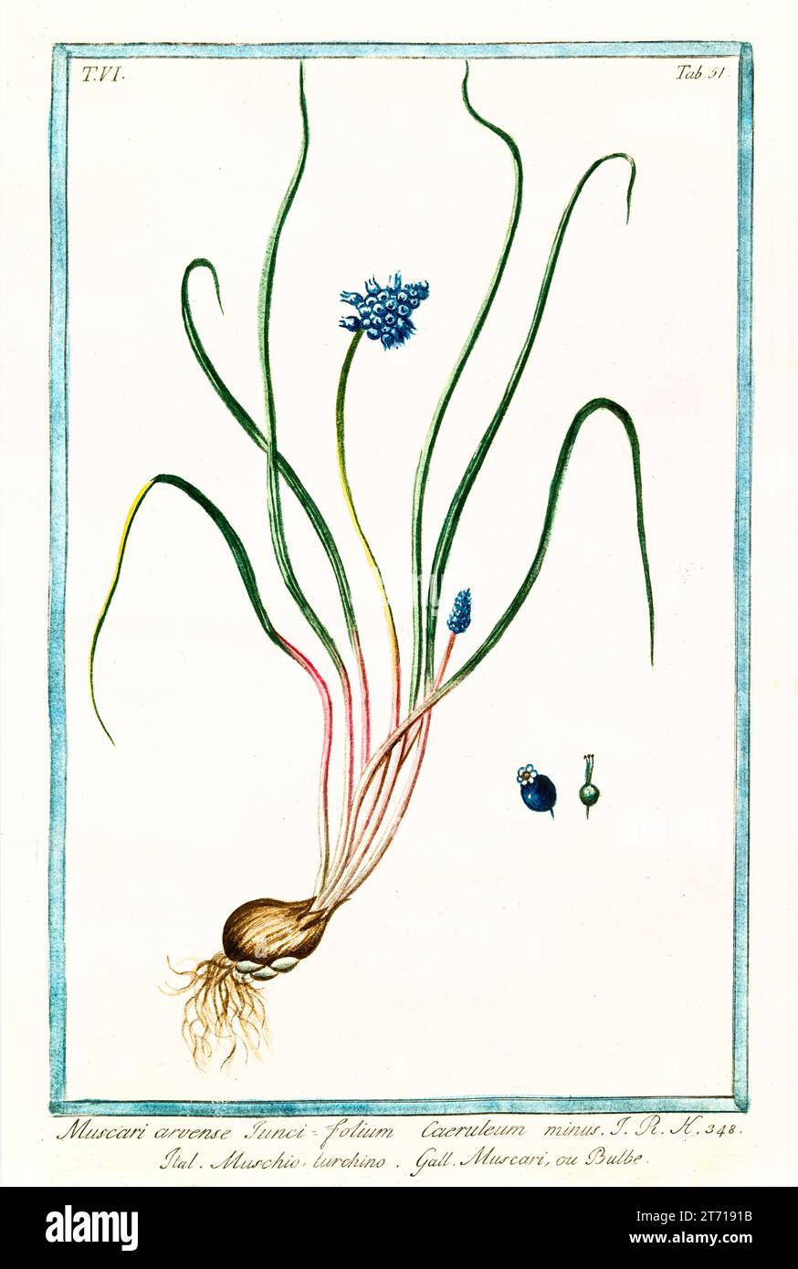 Ancienne illustration de Grape Hyacinthe (Muscari racemosum). Par G. Bonelli sur Hortus Romanus, publ. N. Martelli, Rome, 1772 – 93 Banque D'Images