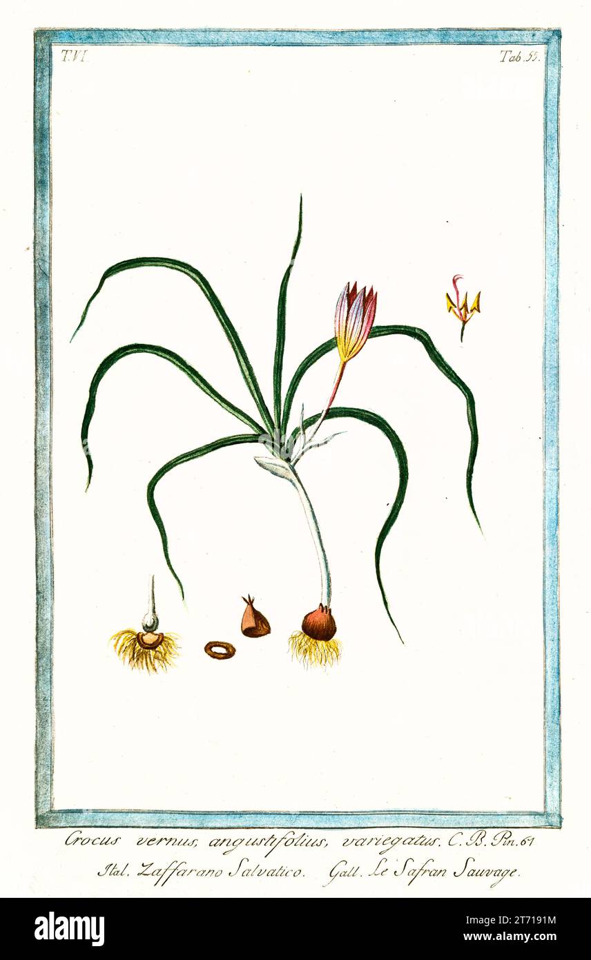 Crocus de printemps (Crocus vernus), gravure botanique colorée à la main, verticale, Rome 1772-93, fleur rayée rose et jaune avec détail en corm. Banque D'Images