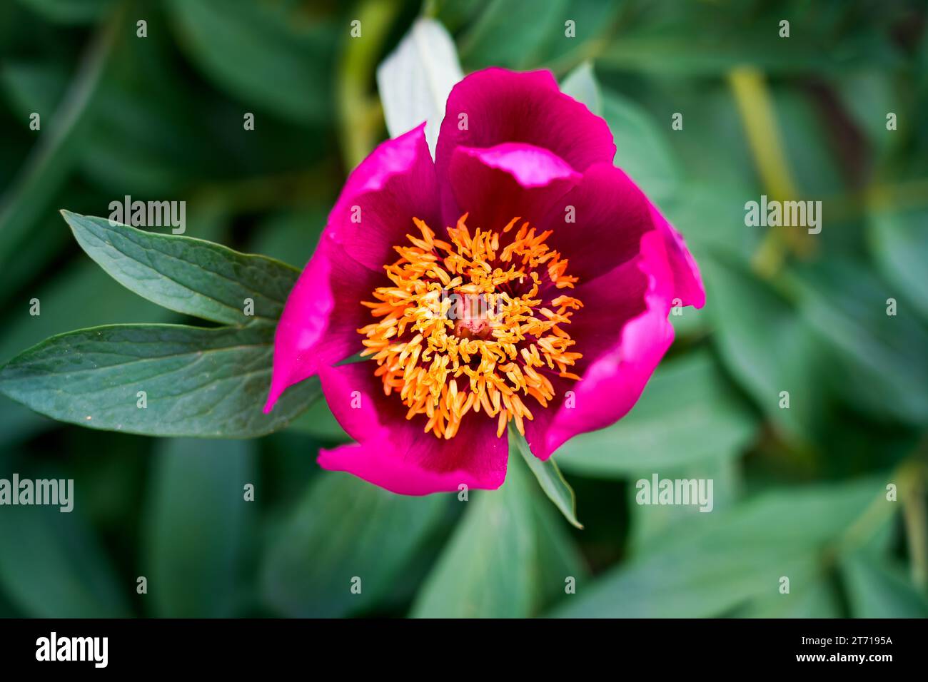 Fleur de pivoine rose. Gros plan de plantes à fleurs. Banque D'Images