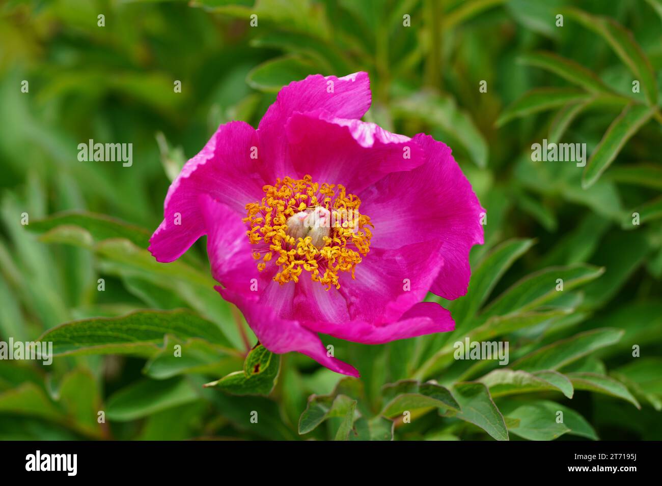 Fleur de pivoine rose. Gros plan de plantes à fleurs. Banque D'Images