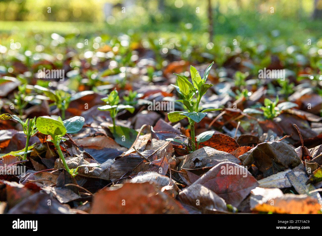 Fleurs fraîches. Parterre de fleurs paillé avec une épaisse couche de feuilles tombées. Cultiver des annuelles rudes d'hiver avec la protection du paillis de feuilles. Banque D'Images