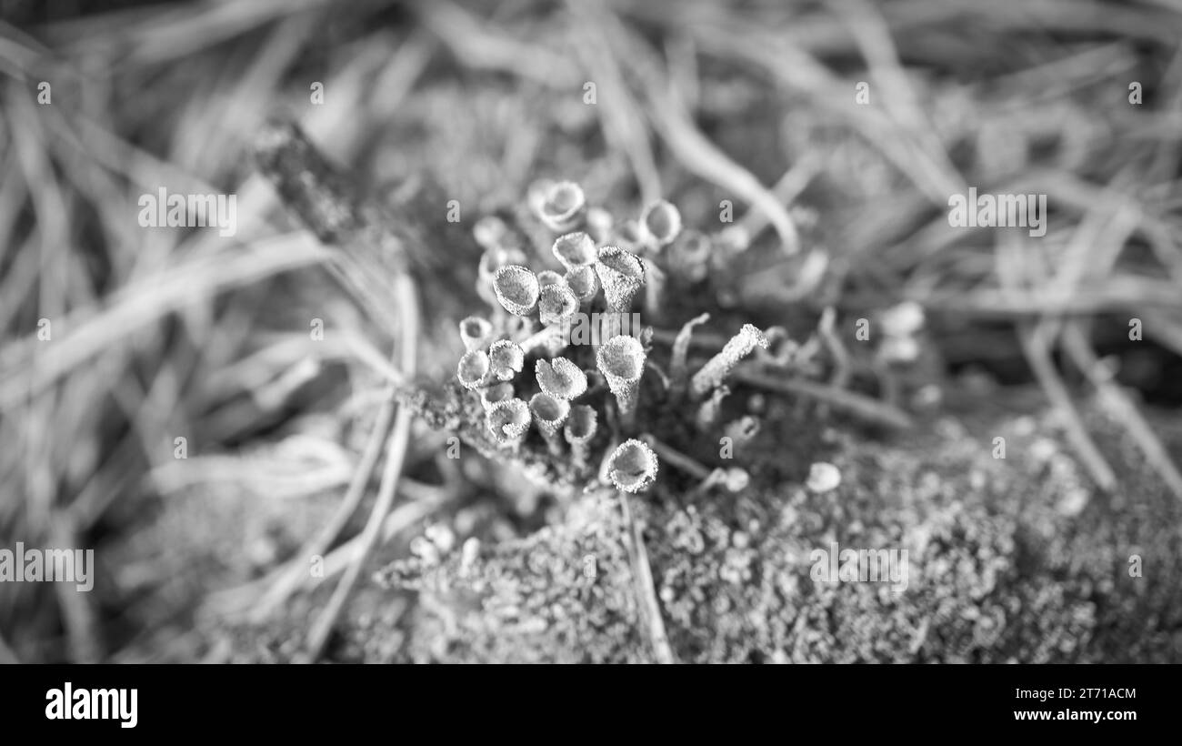 Coupe lichename sol forestier. Aiguilles de pin et mousse. Macro shot de botanique. Nature dans la forêt Banque D'Images